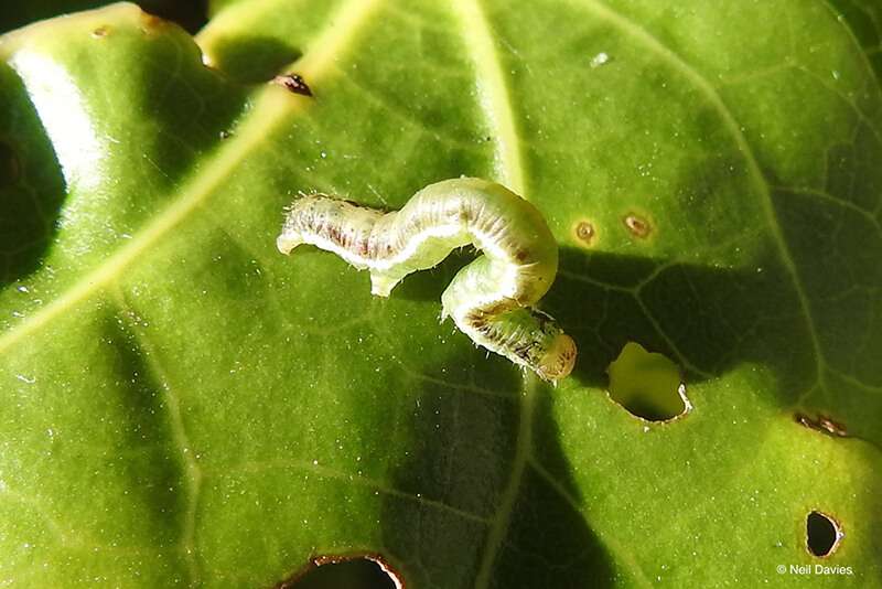 Kawakawa Looper Caterpillar on a Leaf Kawakawa Looper Caterpillar on a Leaf